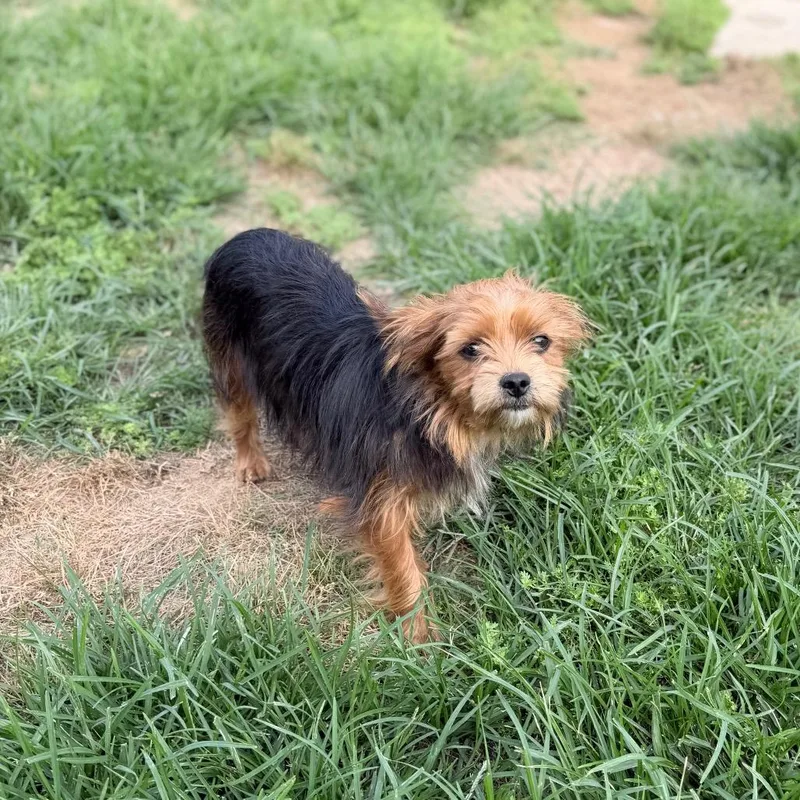 An adult small-sized male Black Yorkshire Terrier dog named Onomatopoeia for adoption in Carencro, LA