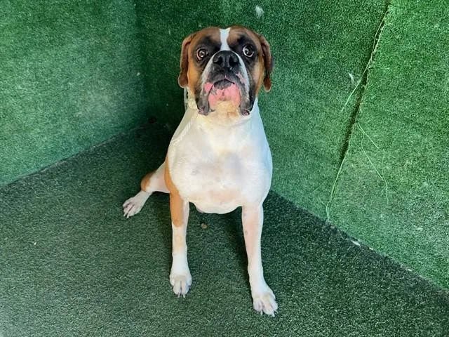 An adult extra large-sized male Boxer dog named A for adoption in Lancaster, CA