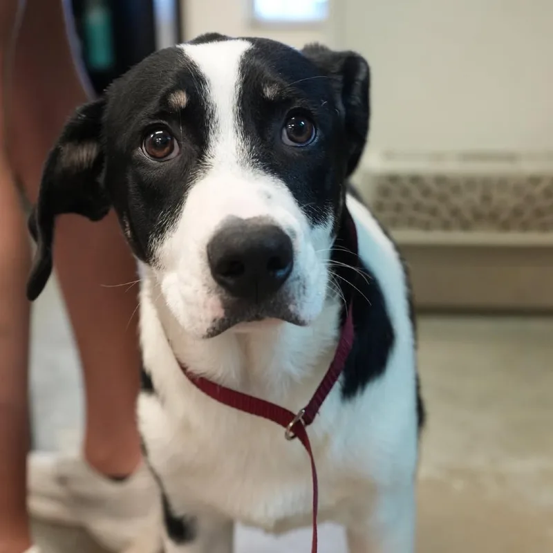 A baby medium-sized male Black Rough Collie dog named Zack for adoption in Allentown, PA