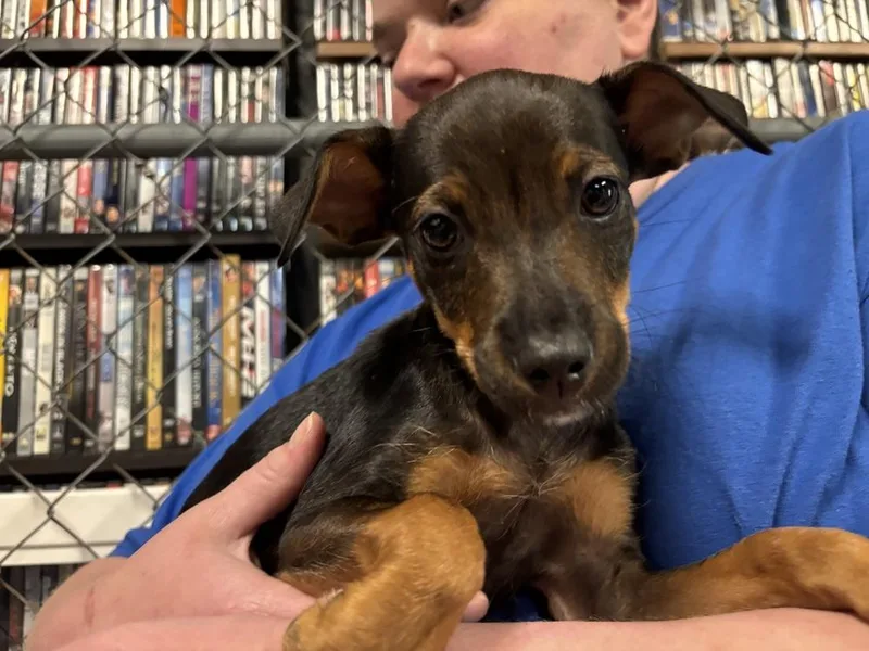 A baby medium-sized female Brown / Chocolate Mixed Breed dog named Vitani for adoption in Dorr, MI