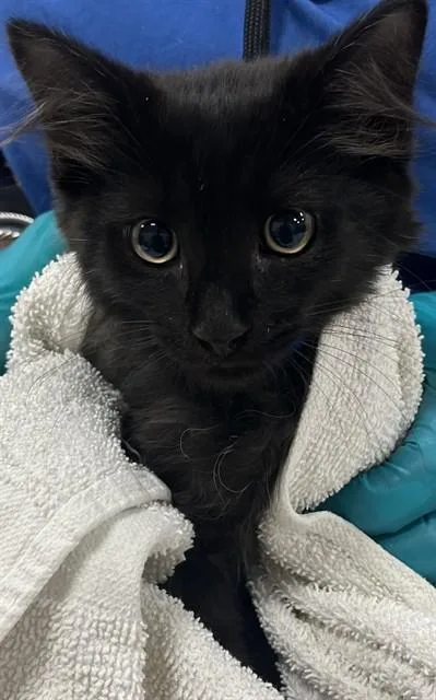 A baby small-sized male Domestic Medium Hair cat named Samaj for adoption in Upper Marlboro, MD