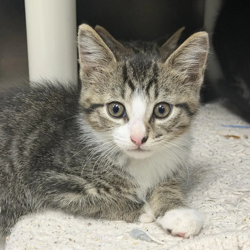 A baby small-sized male Brown / Chocolate Domestic Short Hair cat named Paxil for adoption in Marion, VA