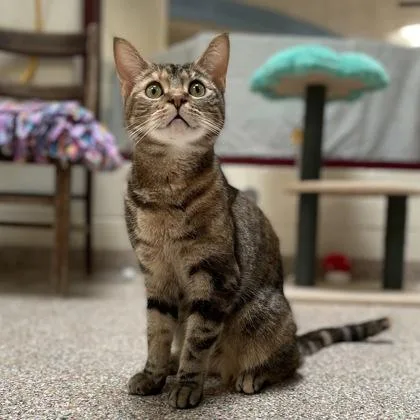 An adult medium-sized female Tabby (Leopard / Spotted) Domestic Short Hair cat named Poppy for adoption in West Swanzey, NH