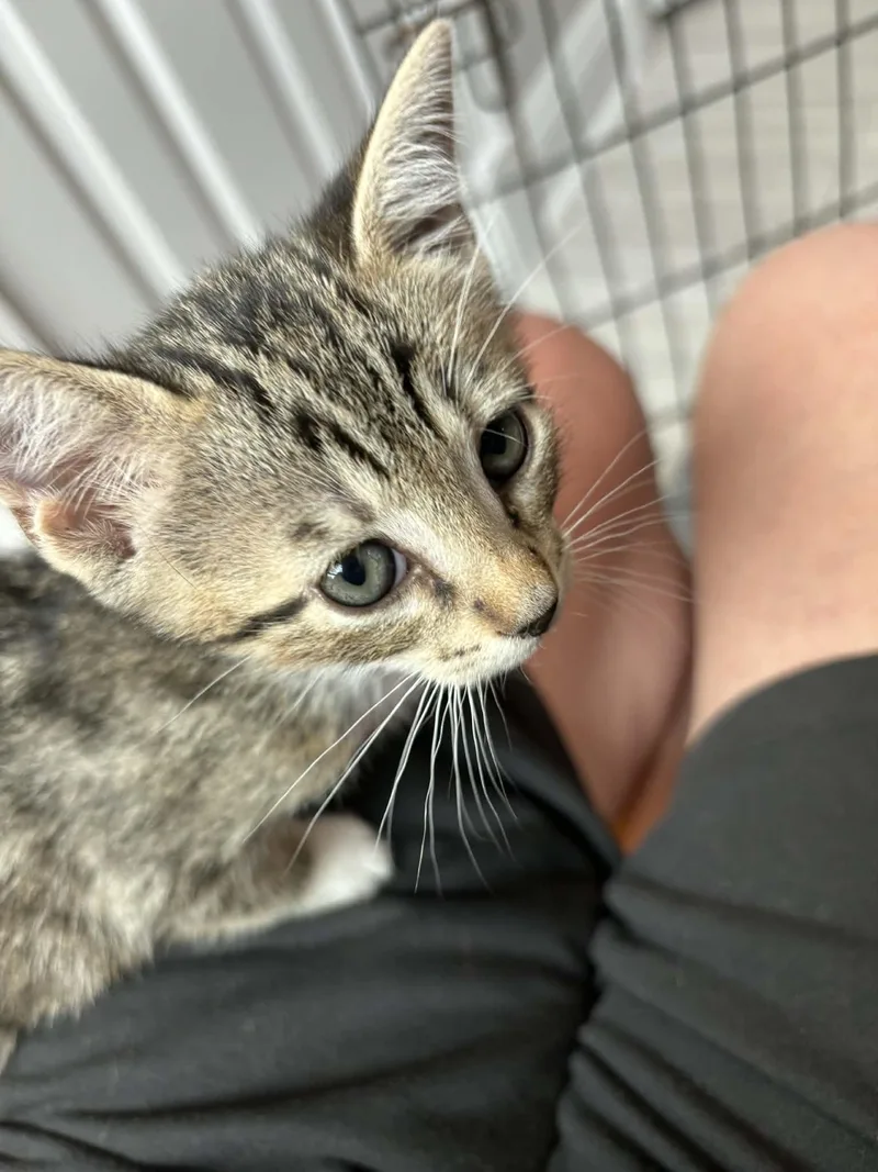 A baby medium-sized male Tabby cat named Robin C Kirk for adoption in Saunderstown, RI