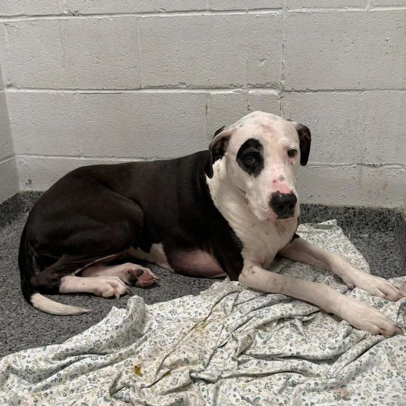 An adult large-sized female Black Mixed Breed dog named Suki for adoption in Jeffersonville, IN