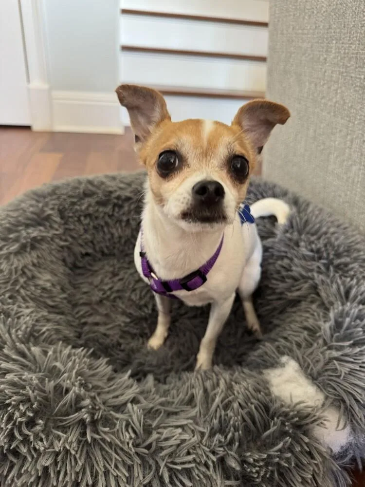 A senior small-sized female Tricolor (Brown, Black, & White) Chihuahua dog named Molly for adoption in Orlando, FL