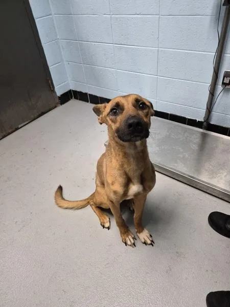 An adult medium-sized male Shepherd dog named Pen for adoption in Lawrenceville, GA