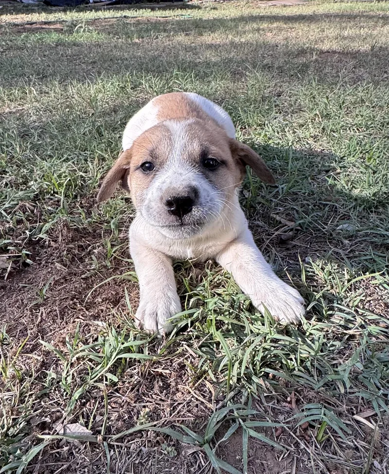 A baby large-sized female Bicolor Great Pyrenees dog named Francine for adoption in Rochester, TX