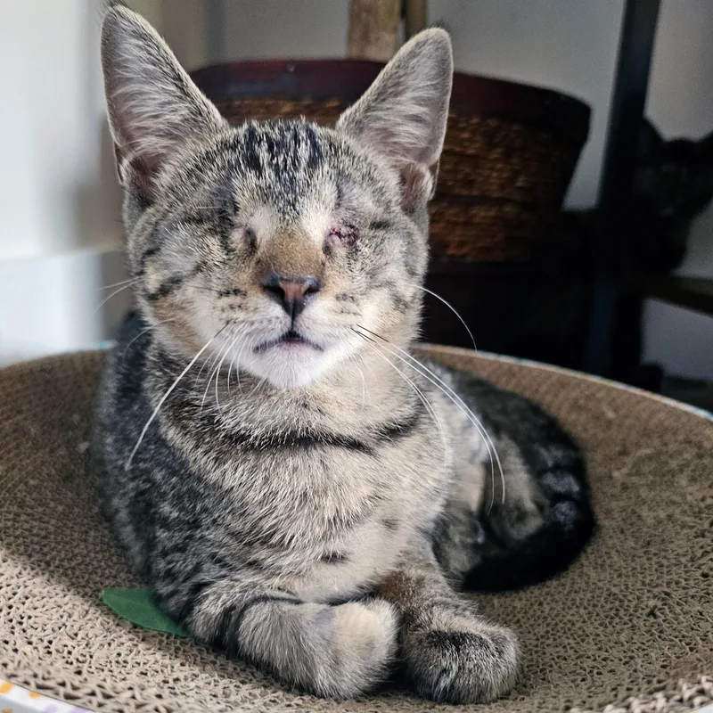 A baby medium-sized male Tabby (Brown / Chocolate) Domestic Short Hair cat named Ignos for adoption in Apex, NC