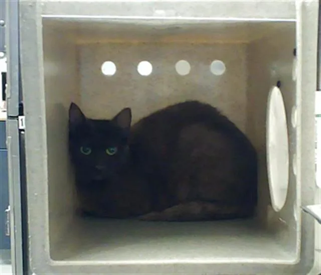 An adult medium-sized female Domestic Short Hair cat named Bindi for adoption in Fayetteville, NC