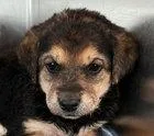 A baby small-sized female Labrador Retriever dog named Rosemary for adoption in Fremont, CA