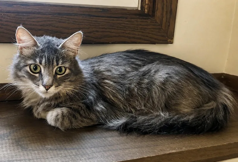Nimbus