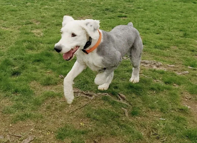 An adult large-sized female Old English Sheepdog dog named Gipsi for adoption in Lincoln, MA