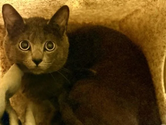 A young small-sized male Domestic Short Hair cat named Comrad for adoption in Los Angeles, CA