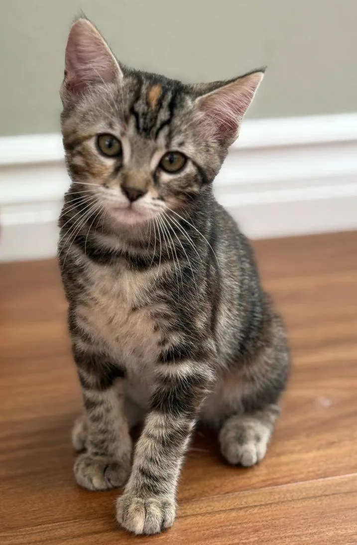 A baby medium-sized female Domestic Short Hair cat named Allie for adoption in Seal Beach, CA