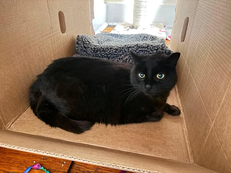 A senior large-sized male Black Domestic Short Hair cat named Koffee for adoption in Roslindale, MA