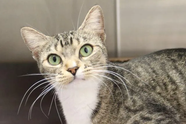A young small-sized female Domestic Short Hair cat named Manuka for adoption in Tucson, AZ
