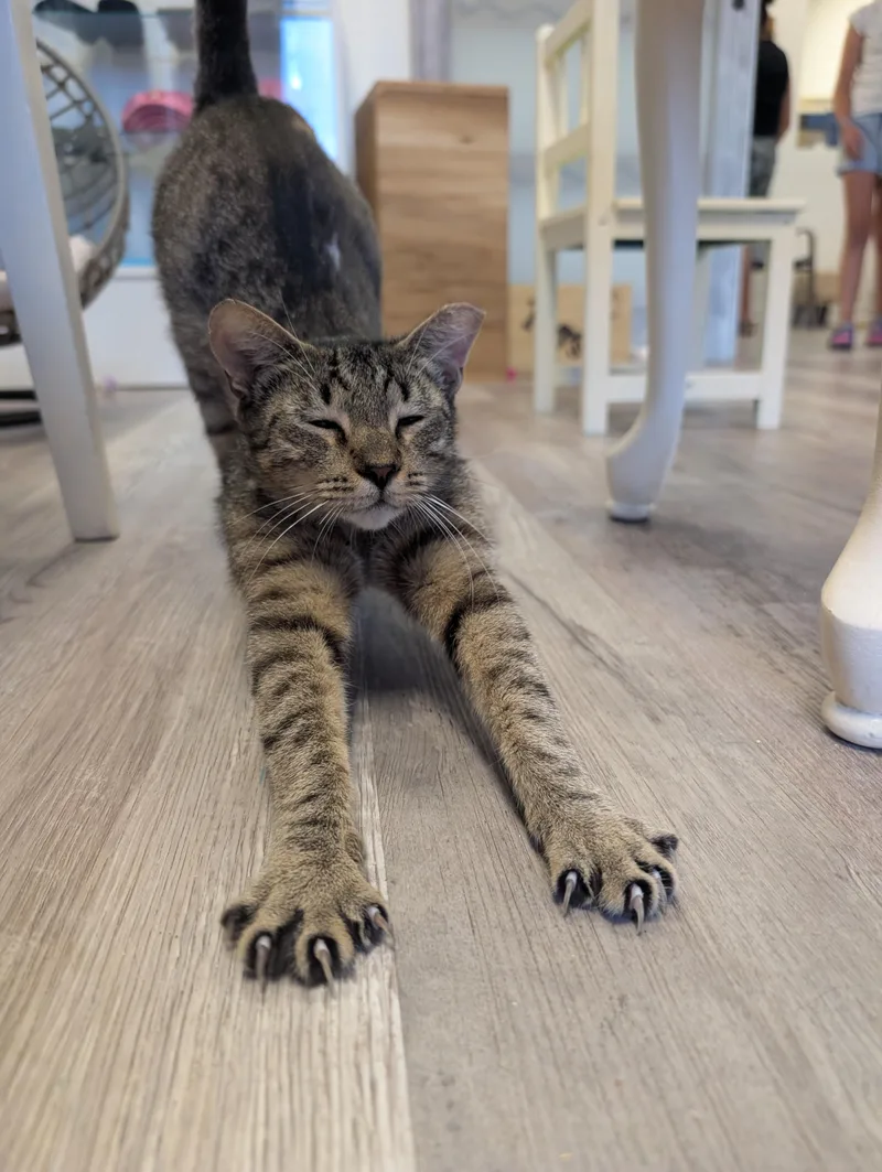 A young medium-sized female Tabby (Brown / Chocolate) Domestic Short Hair cat named Chili for adoption in Palm Harbor, FL
