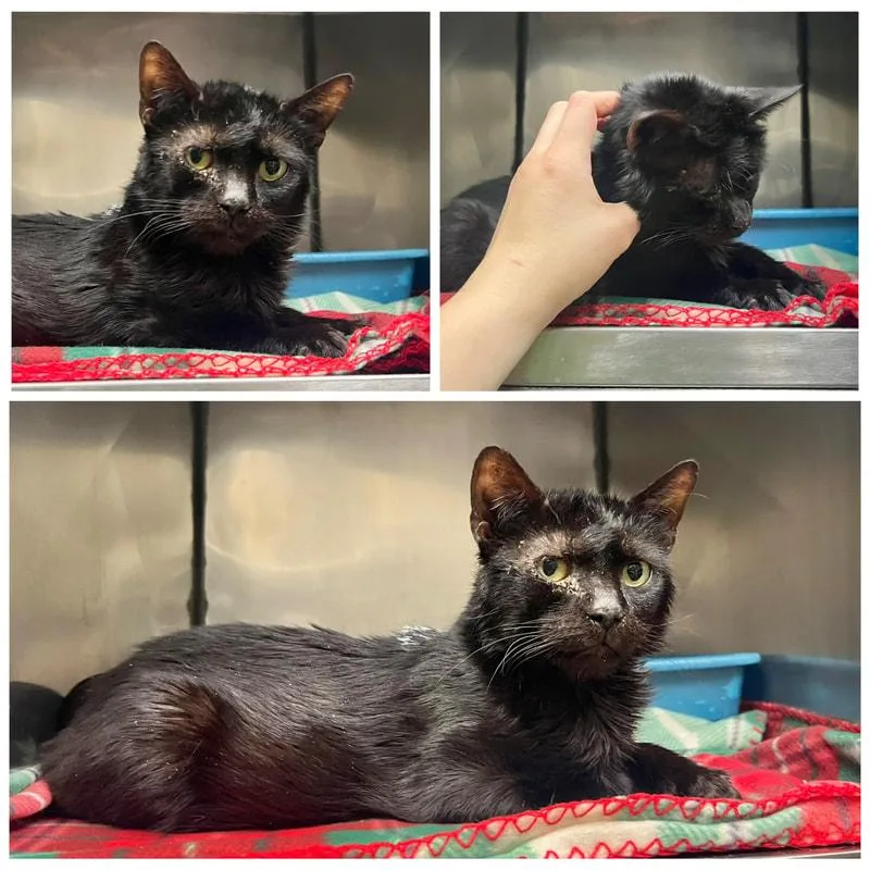 An adult medium-sized male Domestic Short Hair cat named Marlo for adoption in Dublin, VA
