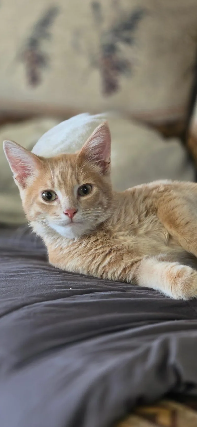 A baby large-sized male Buff / Tan / Fawn Domestic Short Hair cat named Shasta for adoption in Medford, WI
