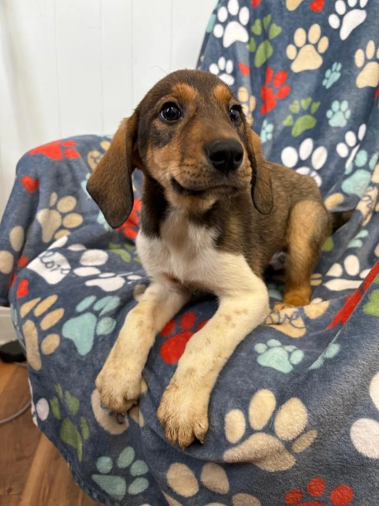 A baby small-sized female Hound dog named Tilly for adoption in Fayetteville, TN