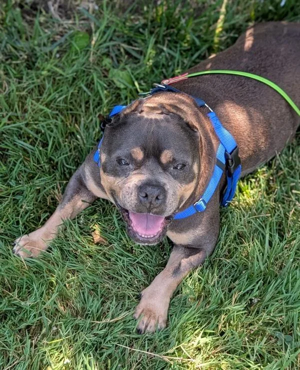 A senior small-sized female American Bully dog named Pizookie for adoption in Santa Rosa, CA