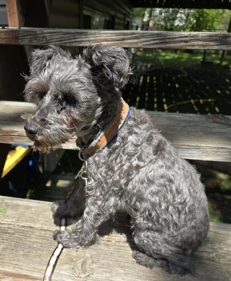 A senior small-sized female Schnauzer dog named Lilith for adoption in Anoka, MN