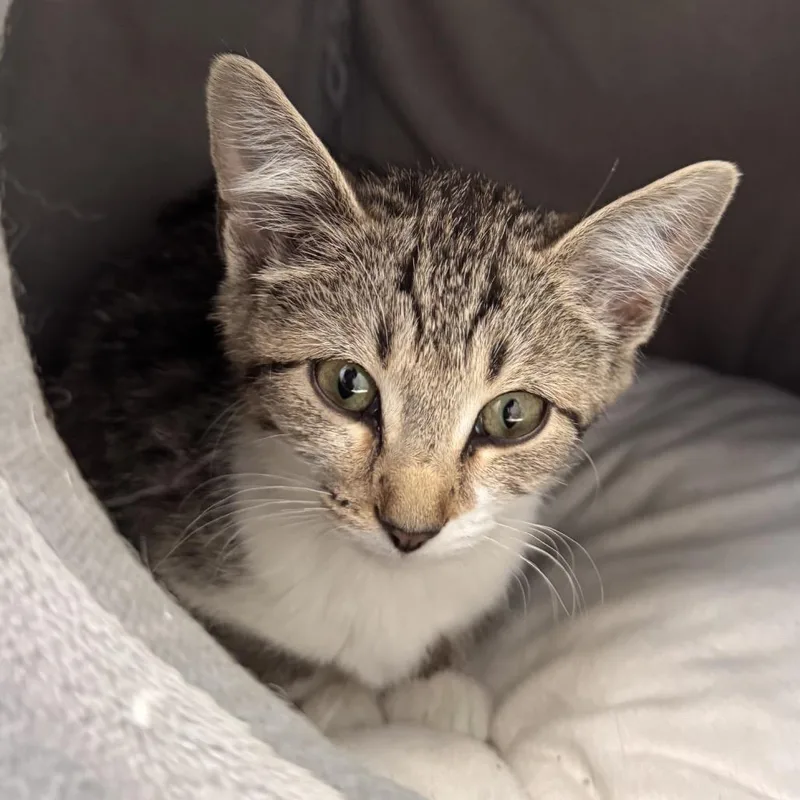 A baby small-sized female Gray / Blue / Silver Domestic Short Hair cat named Lucy for adoption in La Grange, KY
