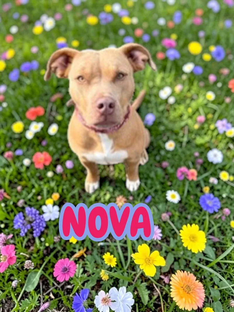 Nova