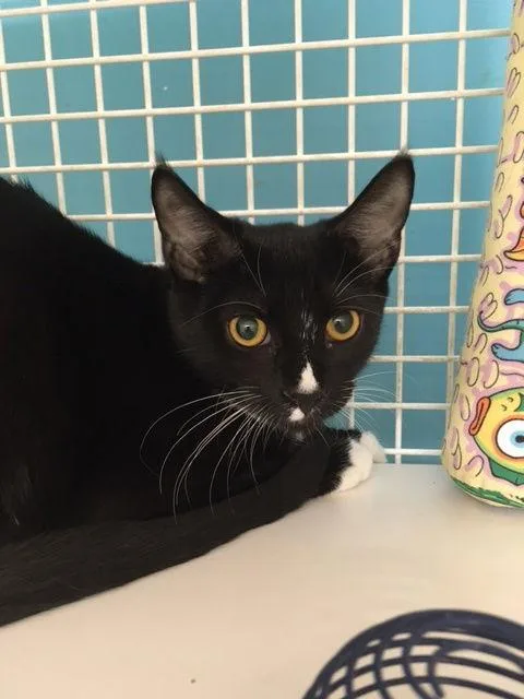 A baby medium-sized female Domestic Short Hair cat named Moxie for adoption in Land O Lakes, FL