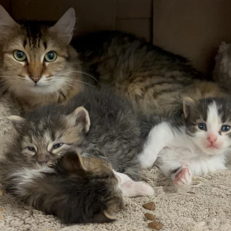 An adult medium-sized female Domestic Medium Hair cat named Mookie for adoption in Austin, TX