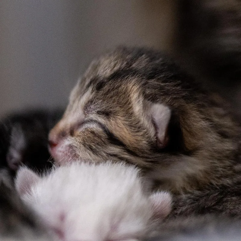 Bruno Meows thumbnail 2