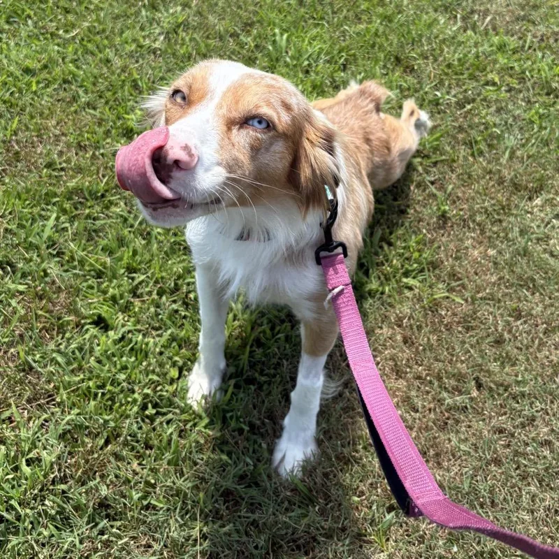 A young medium-sized female Red / Chestnut / Orange Australian Shepherd dog named Glory for adoption in Brownsboro, AL
