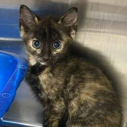 A baby small-sized female Domestic Short Hair cat named Tutu for adoption in Cumming, GA