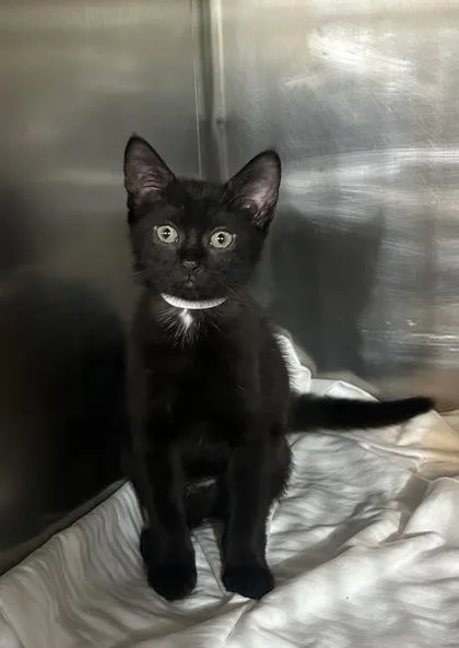 A baby small-sized female Black Domestic Short Hair cat named Sophie for adoption in Annapolis, MD