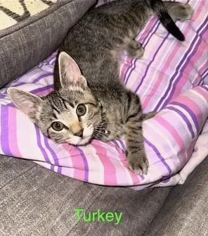 Turkey