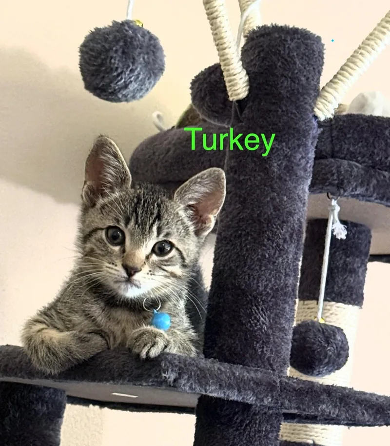 Turkey thumbnail 2