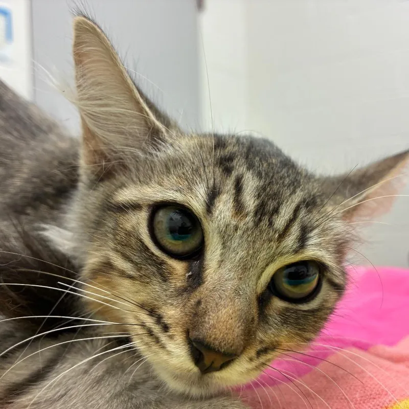 A baby small-sized female Gray / Blue / Silver Domestic Medium Hair cat named Marina for adoption in Corpus Christi, TX