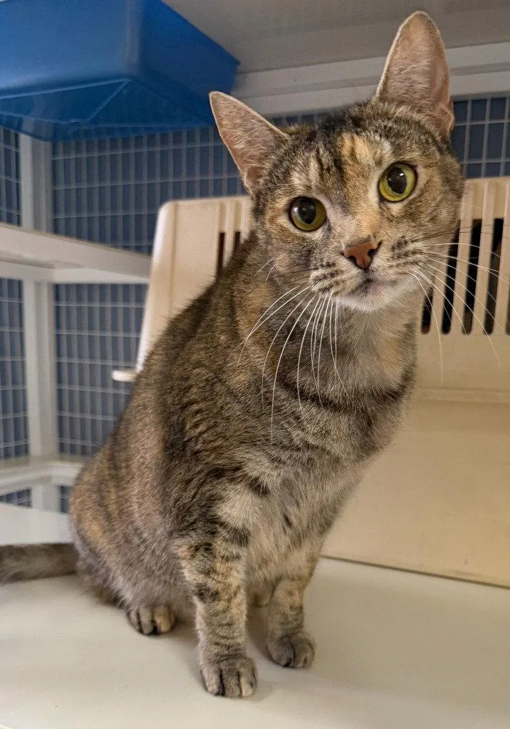 An adult medium-sized female Domestic Short Hair cat named Phoebe for adoption in St. Helens, OR