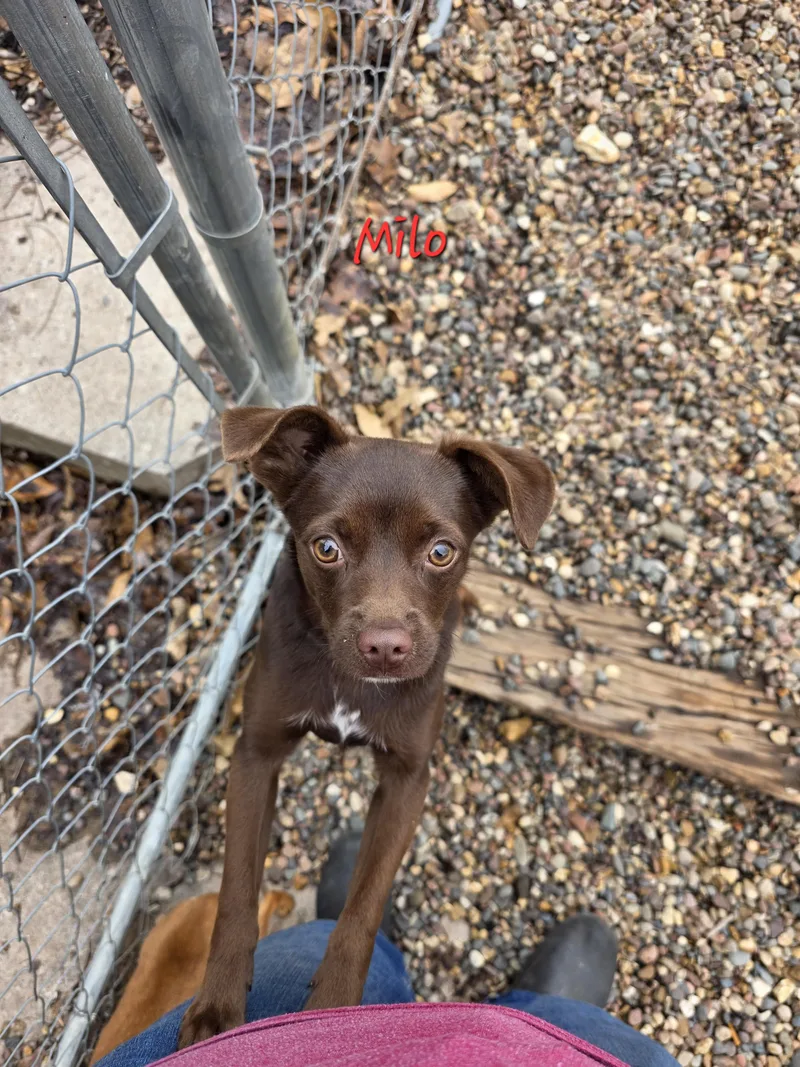 A young small-sized male Brown / Chocolate Chihuahua dog named Milo for adoption in Wever, IA