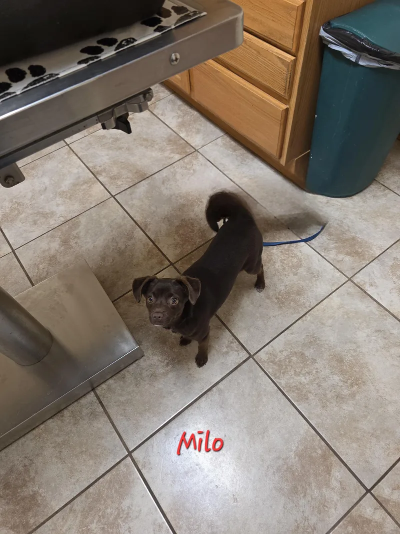 Milo thumbnail 2