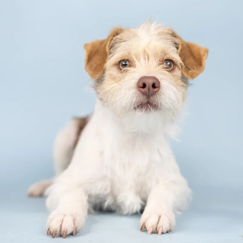 An adult small-sized male White / Cream Terrier dog named Austria for adoption in Portland, OR
