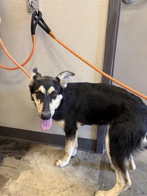 A young medium-sized male German Shepherd Dog dog named Flint for adoption in Ontario, CA