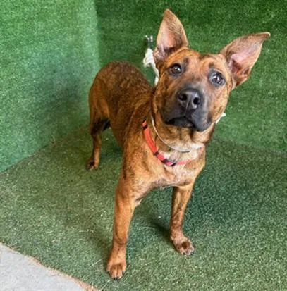 A young medium-sized female Australian Cattle Dog / Blue Heeler dog named Cadbury for adoption in Lancaster, CA