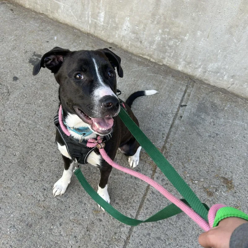 A young medium-sized male Black Labrador Retriever dog named Canto for adoption in Long Island City, NY