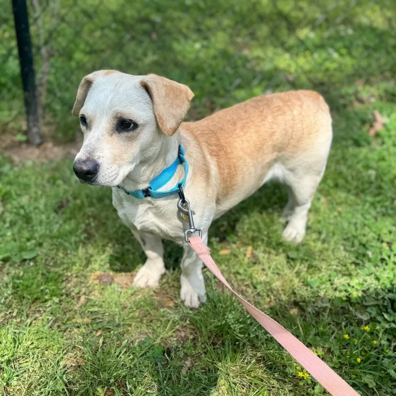 An adult medium-sized female Yellow / Tan / Blond / Fawn Mixed Breed dog named Eazy for adoption in Auburn, AL