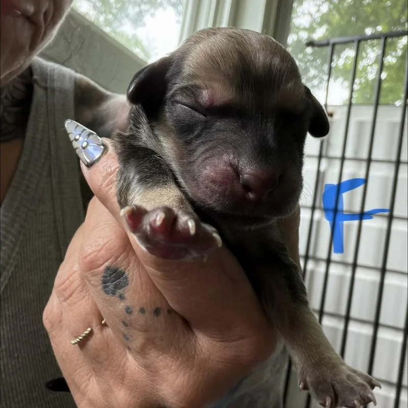 A baby medium-sized female Brown / Chocolate Yellow Labrador Retriever dog named NY Arrabella Avail Jul for adoption in Stormville, NY