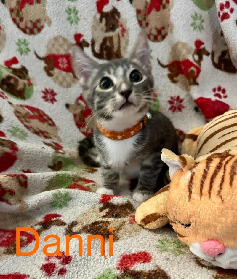 A baby small-sized female Gray / Blue / Silver Tabby cat named Danni for adoption in Orlando, FL
