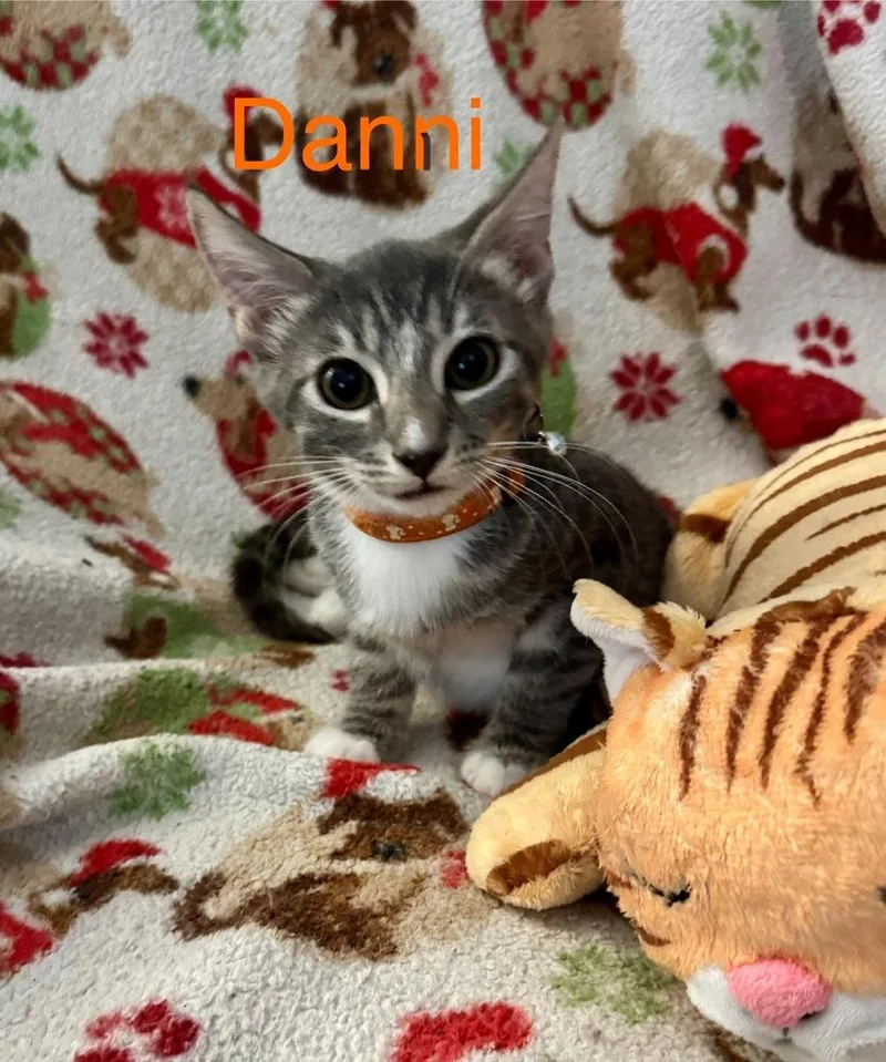 Danni thumbnail 2