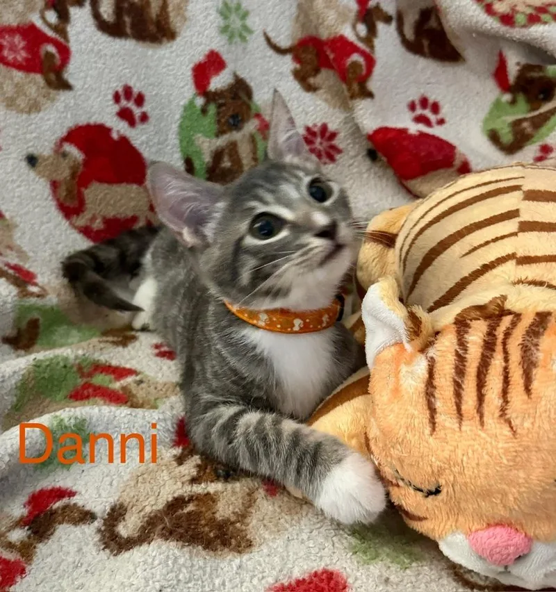 Danni thumbnail 3